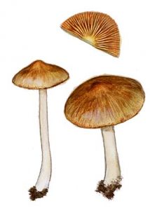 Inocybe hirtella Bres. attēls