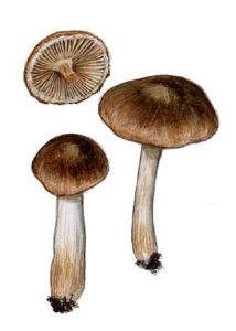 Inocybe lacera (Fr.) P. Kumm. attēls