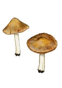 Inocybe langei Heim. attēls