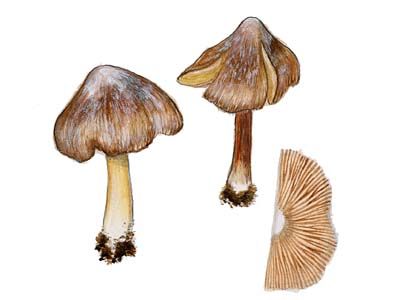 Inocybe maculata Boud. attēls