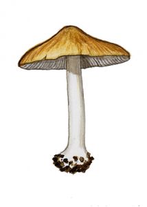 Inocybe mixtilis (Britzelm.) Sacc. attēls