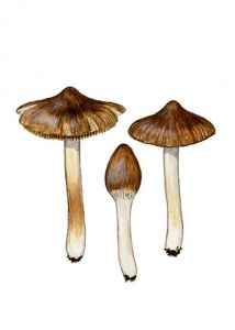 Inocybe muricellata  Bres. attēls