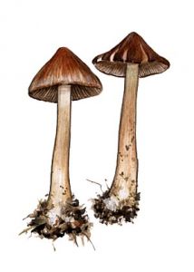 Inocybe napipes Lange attēls