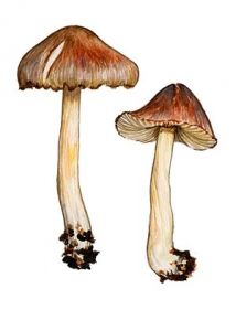 Inocybe nitidiuscula (Britzelm.) Sacc. attēls