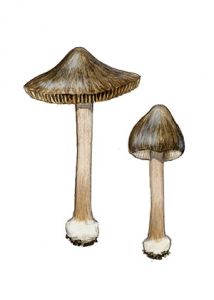 Inocybe oblectabilis (Britzelm.) Sacc. attēls