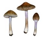 Inocybe obscuroides Orton attēls