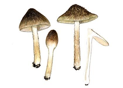 Inocybe ovatocystis  Kühner & Boursier attēls