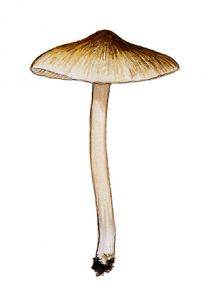 Inocybe phaeodisca Kühner attēls