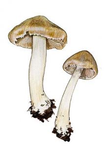 Inocybe posterula (Britzelm.) Sacc. attēls