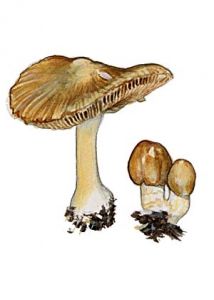 Inocybe praetervisa Quél. attēls