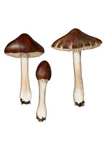 Inocybe pseudodestricta Stangl.& Veselsky attēls