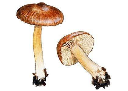 Inocybe queletii Maire & Konrad attēls