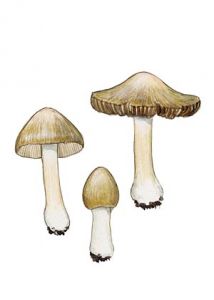 Inocybe serotina Peck. attēls