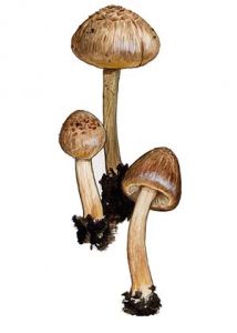 Inocybe sindonia (Fr.) P. Karst attēls