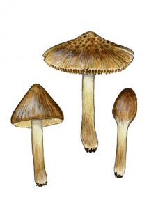 Inocybe subcarpta  Kühner & Boursier attēls