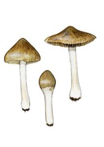 Inocybe subnudipes Kühner attēls