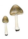 Inocybe trivialis Lange attēls