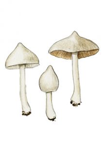 Inocybe umbratica Quél. attēls