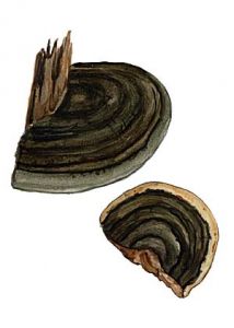 Inonotus obliquus (Fr.:Fr.) Pilát attēls