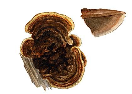 Inonotus radiatus (Sowerby: Fr.) P. Karst. attēls