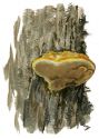 Inonotus rheades (Pers.) Bondartsev et Singer attēls