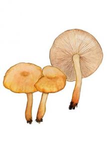 Kuehneromyces lignicola (Peck) Redhead attēls