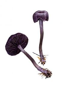 Laccaria amethystea (Bull.) Murill attēls