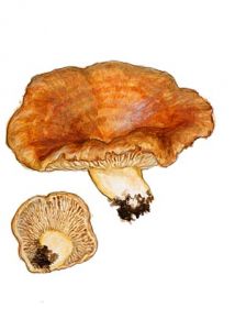 Lactarius acerrimus Britzelm. attēls