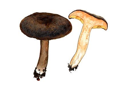 Lactarius acris (Bolton.: Fr.) Gray attēls