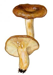 Lactarius albocarneus attēls