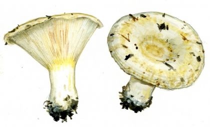 Lactarius aquizonatus Kytov. attēls