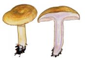 Lactarius aspideus (Fr.:Fr.) Fr. attēls