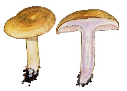 Lactarius aspideus (Fr.:Fr.) Fr. attēls