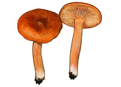 Lactarius aurantiacus (Pers.: Fr.) Gray attēls