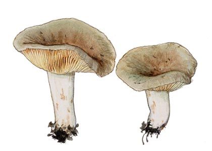 Lactarius azonites (Bull.) Fr. attēls