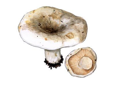 Lactarius bertillonii (Neuhoff.: Z. Schaeff.) Bon attēls