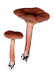 Lactarius camphoratus (Bull.: Fr.) Fr. attēls