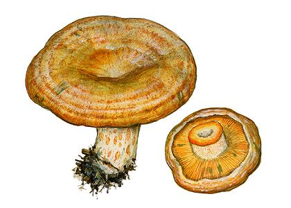 Lactarius deliciosus (L.: Fr.) Gray attēls