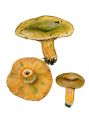 Lactarius deterrimus Groger attēls