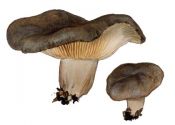 Lactarius flexuosus (Pers.: Fr.) Gray attēls