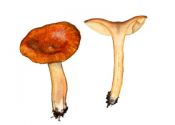 Lactarius fulvissimus Romagn. attēls