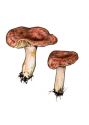 Lactarius glyciosmus (Fr.: Fr.) Fr. attēls