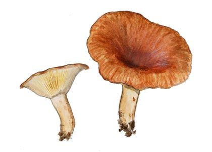 Lactarius hysginus (Fr.:Fr.) Fr. attēls