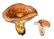 Lactarius insulsus (Fr.) Fr. attēls