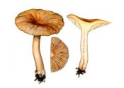 Lactarius lacunarum  Romagn. attēls