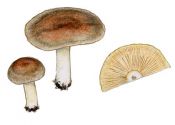 Lactarius mammosus (Fr.: Weinm.) Fr. attēls