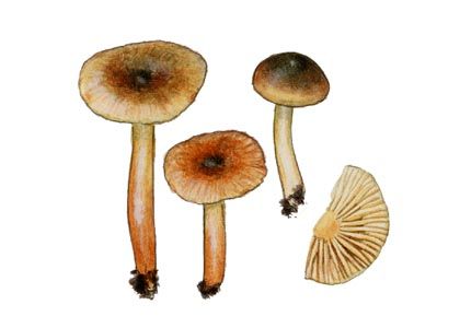 Lactarius obscuratus (Lasch) Fr. attēls