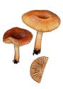 Lactarius omphaliaformis Romagn. attēls