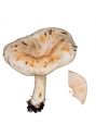 Lactarius pallidus (Pers.: Fr.) Fr. attēls