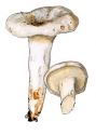 Lactarius pergamenus (Sw.: Fr.) Fr. attēls